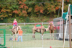 Apple Festival Admission